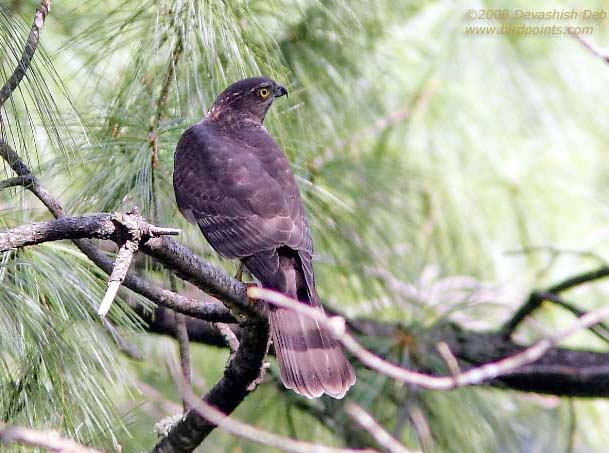 Besra, Juvenile