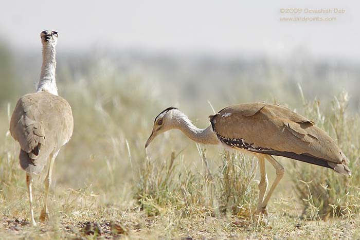 Indian Bustard, Ardeotis nigriceps, Females