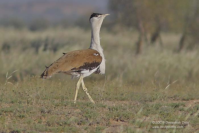 Indian Bustard, Ardeotis nigriceps, Male