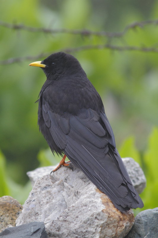 Alpine Chough, Pyrrhocorax graculus forsythi
