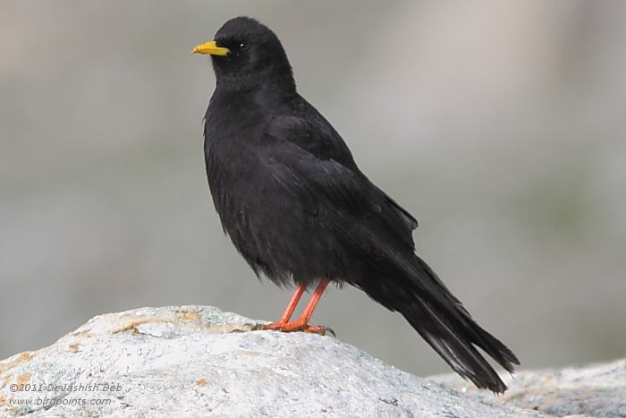 Alpine Chough, Pyrrhocorax graculus forsythi