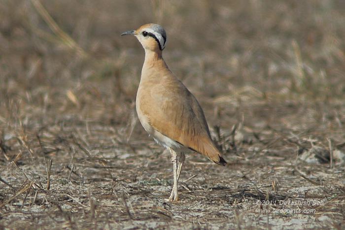 Cream-coloured Courser, Cursorius cursor bogolubovi
