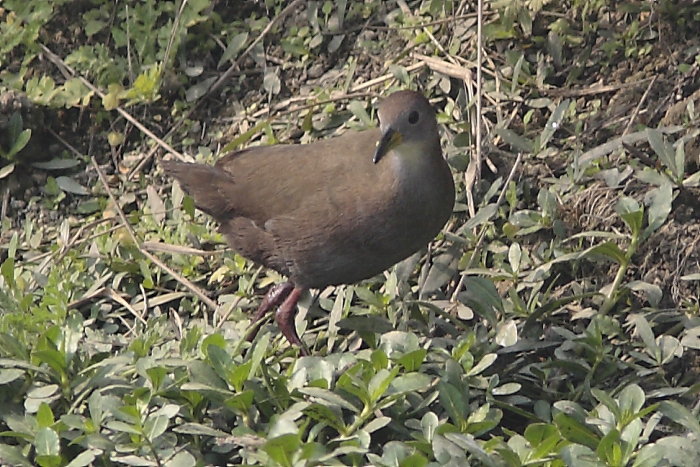 Brown Crake, Amaurornis akool