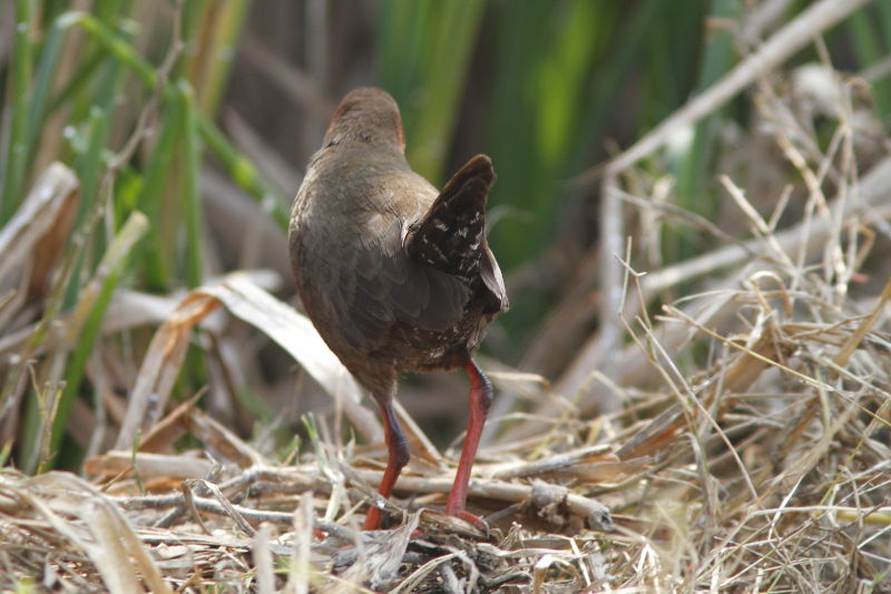 Ruddy-breasted Crake, Porzana fusca