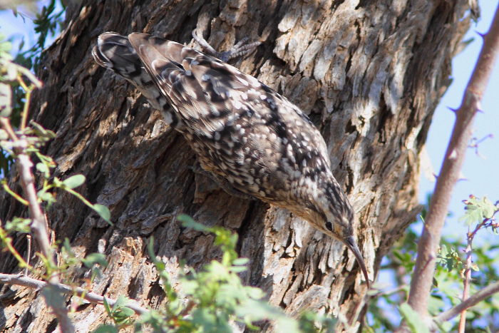 Indian Spotted Creeper, Salpornis spilonotus