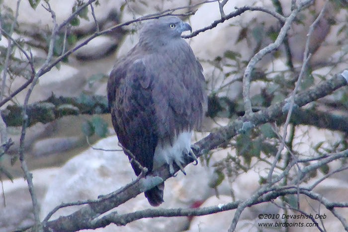 Lesser Fish Eagle, Icthyophaga humilis plumbea