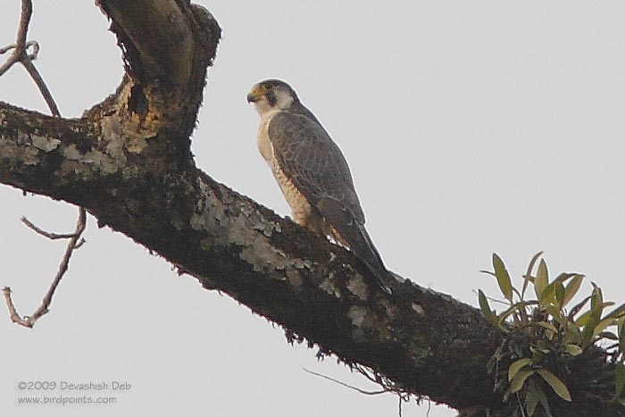 Peregrine Falcon