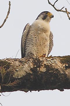 Peregrine Falcon
