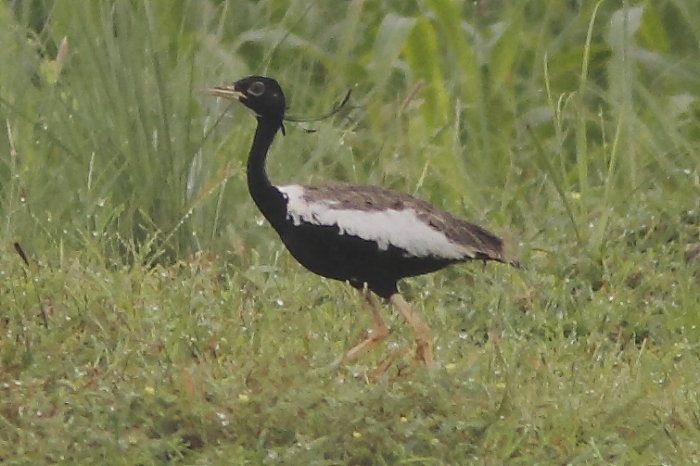 Lesser Florican, Sypheotides indicus