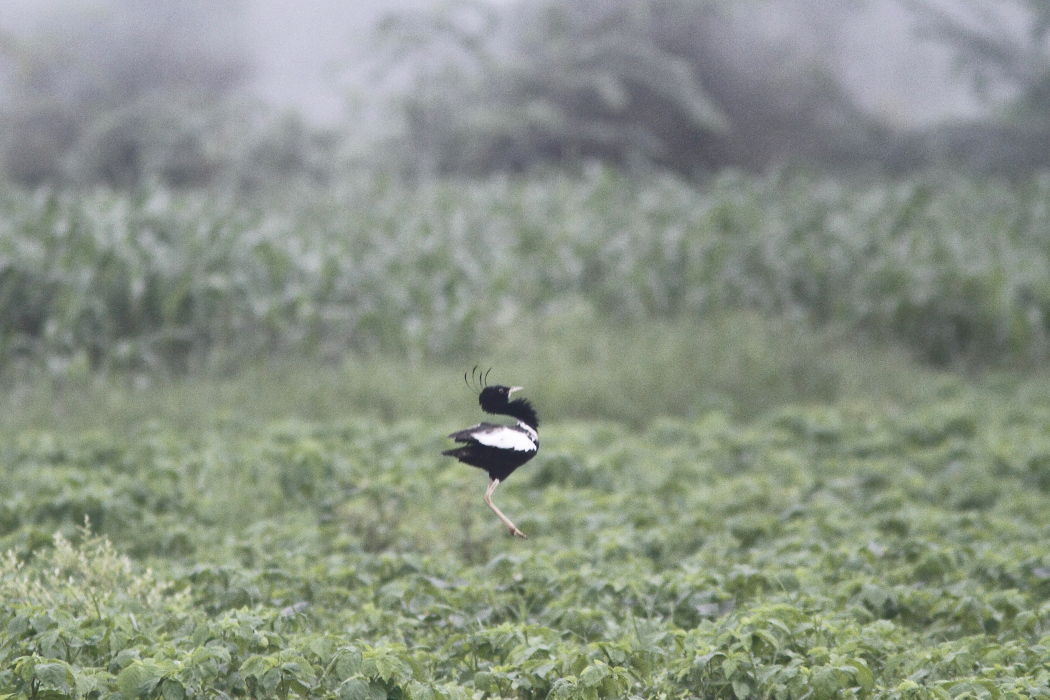Habitat of Lesser Florican