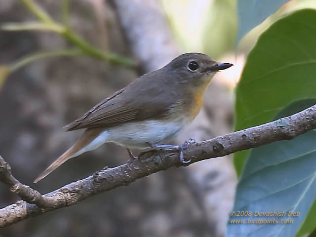 Blue-throated Flycatcher, Female