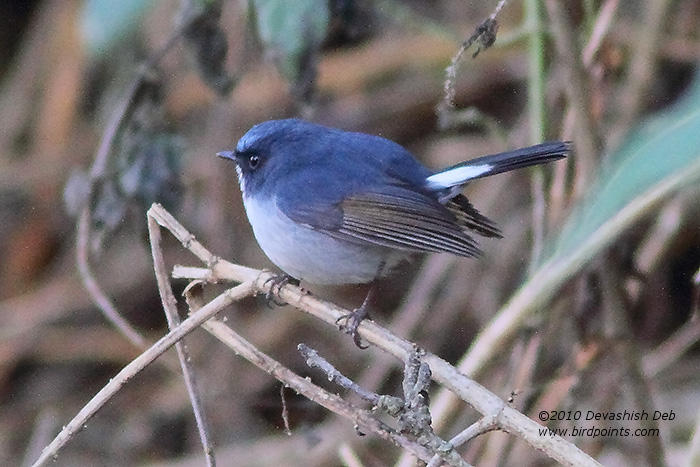 Slaty-blue Flycatcher, Ficedula tricolor