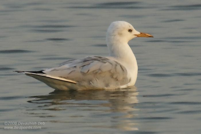 Slender-billed Gull, Adult Non Breeding
