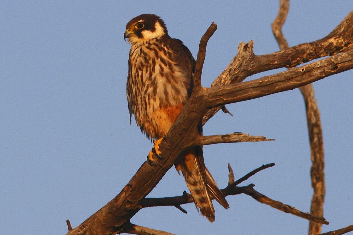 Eurasian Hobby, Falco subbuteo