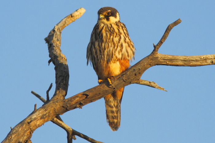 Eurasian Hobby, Falco subbuteo