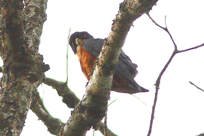 Oriental Hobby, Falco severus