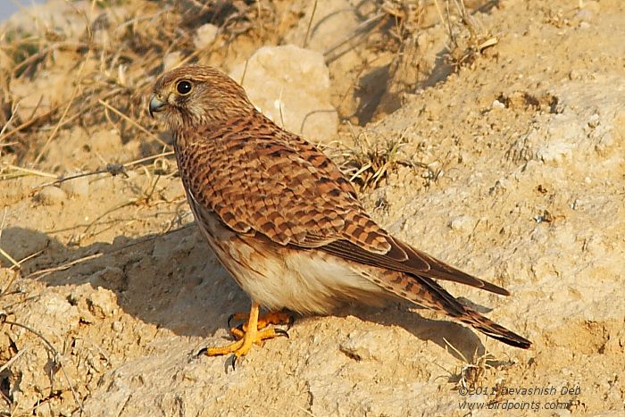 Common Kestrel, Falco tinnunculus