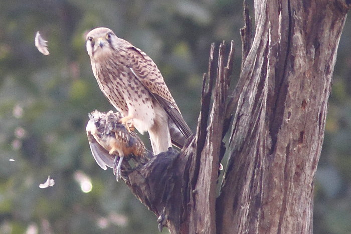 Common Kestrel, Falco tinnunculus