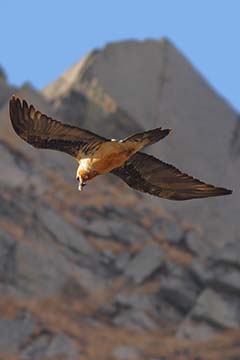 Lammergeier, Adult
