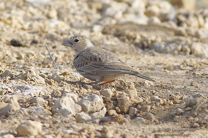 Black-crowned Sparrow Lark, Female