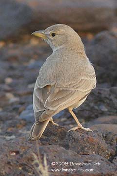 Desert Lark, Ammomanes deserti phoenicuroides, Adult