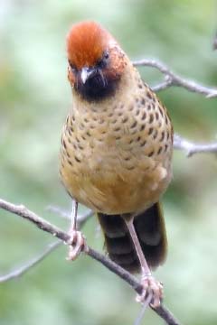 Chestnut-crowned Laughingthrush