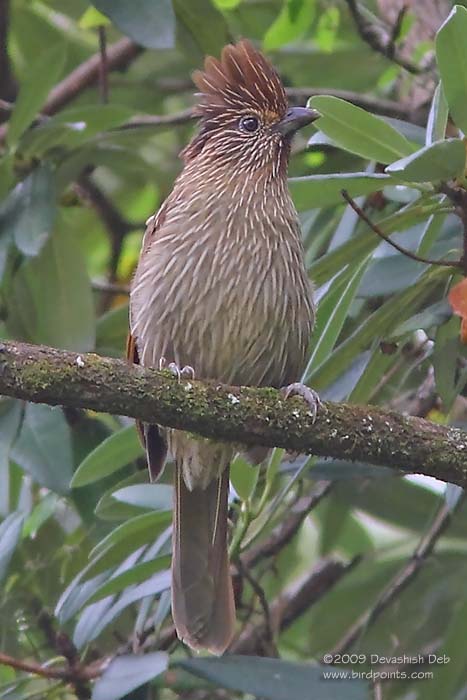 Striated Laughingthrush