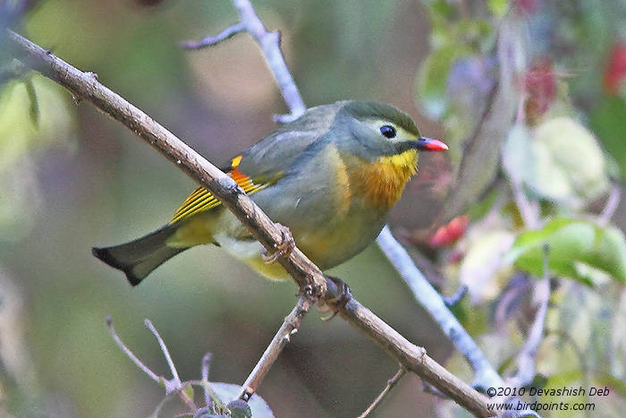 Red-billed Leiothrix, Leiothrix lutea