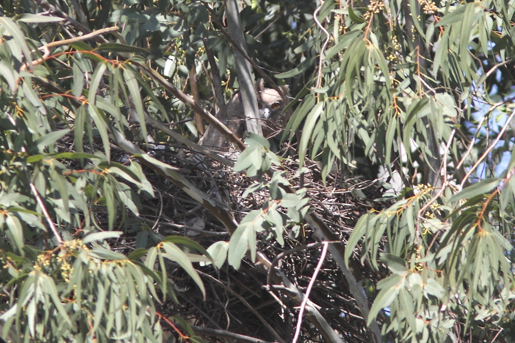 Dusky Eagle Owl chick in nest