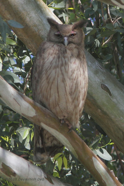 Dusky Eagle Owl, Bubo coromandus coromandus