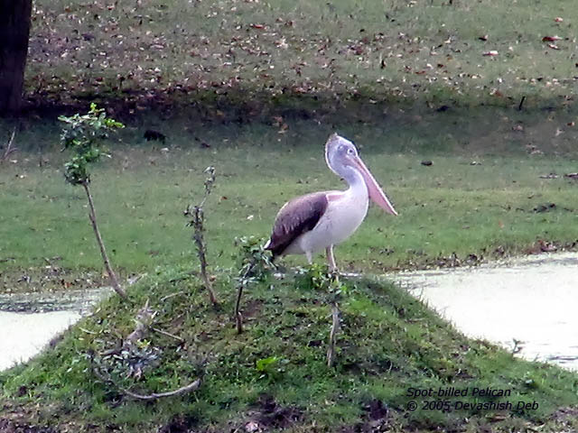 Spot-billed Pelican, Adult straggler