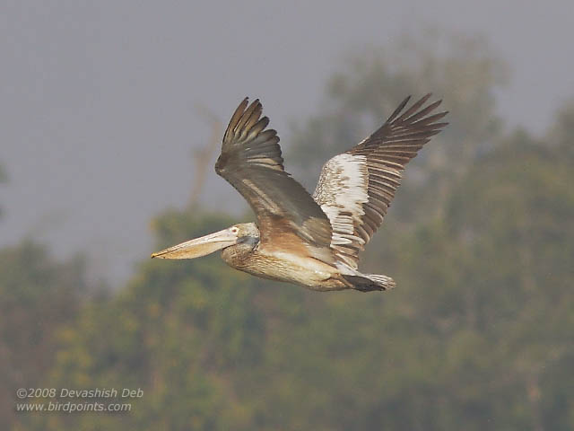 Spot-billed Pelican, Juvenile