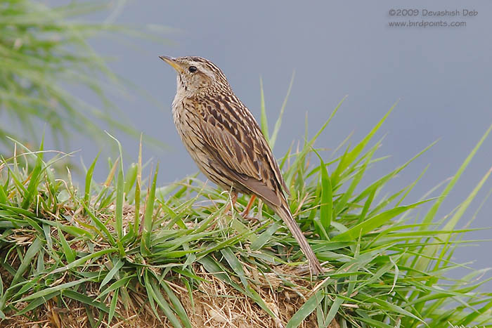 Upland Pipit, Anthus sylvanus