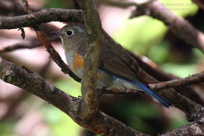 Orange-flanked Bush Robin, Tarsiger cyanura, Female