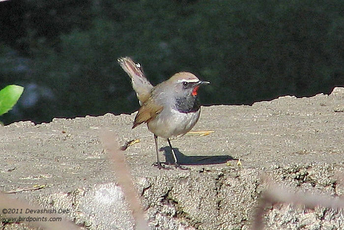 White-tailed Rubythroat, Luscinia pectoralis