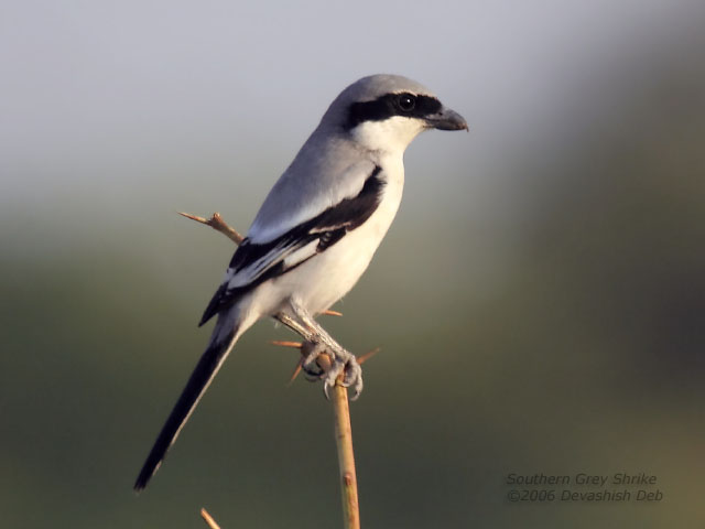 Southern Grey Shrike, Lanius meridionalis lahtora