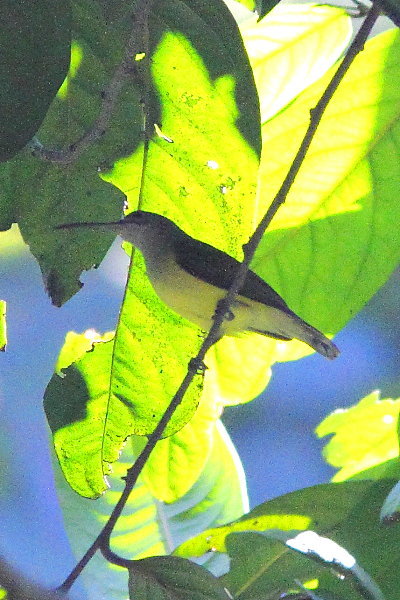 Little Spiderhunter, Arachnothera longirostra