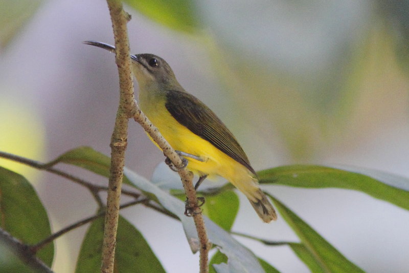 Little Spiderhunter, Arachnothera longirostra