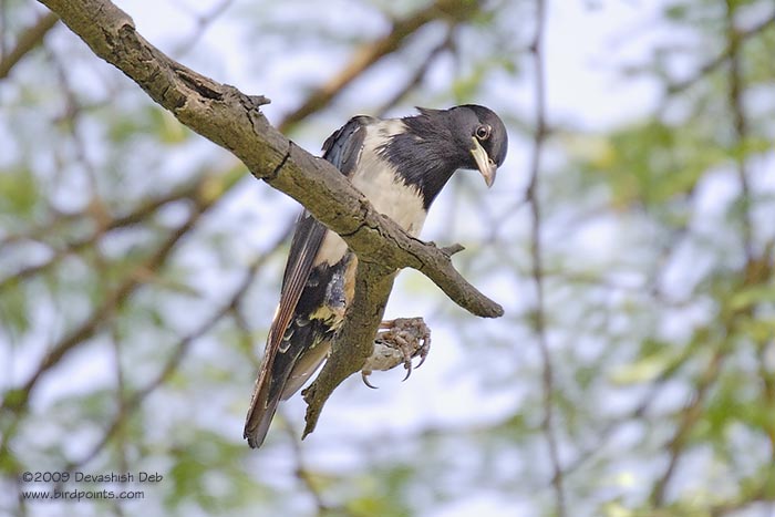 Rosy Starling, Sturnus roseus