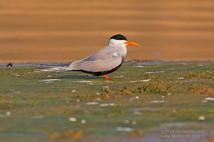 Black-bellied Tern, Sterna acuticauda, Adult in breeding plumage