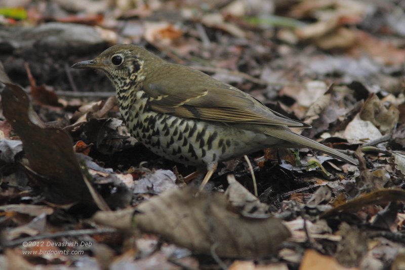 Long-tailed Thrush, Zoothera dixoni