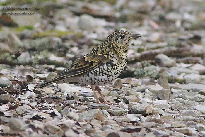Scaly Thrush, Zoothera dauma