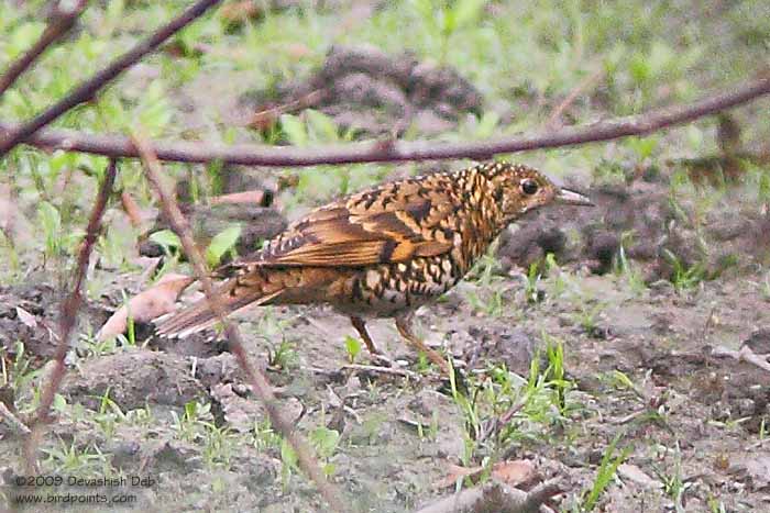 Scaly Thrush, Zoothera dauma