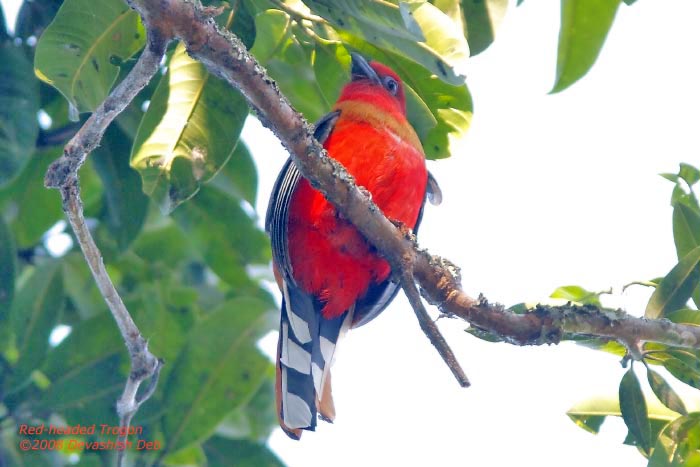 Red-headed Trogon, Harpactes erythrocephalus, Male