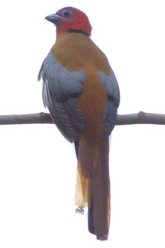 Red-headed Trogon, Harpactes erythrocephalus, Male