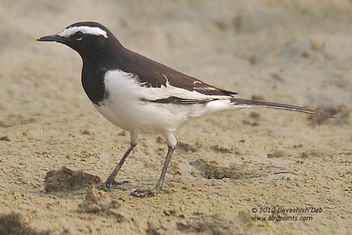 White-browed Wagtail, Motacilla maderaspatensis
