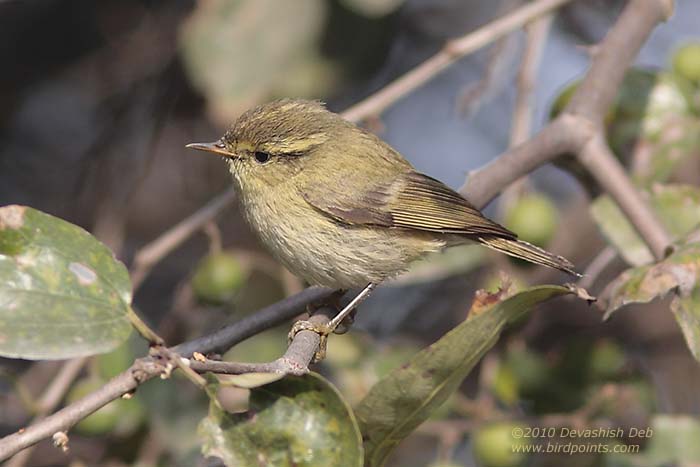 Brooks's Leaf Warbler, Phylloscopus subviridis, Adult