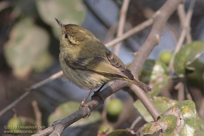 Brooks's Leaf Warbler, Phylloscopus subviridis, Adult