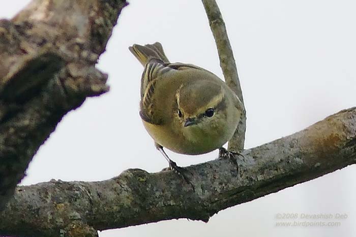 Hume's Warbler, Phylloscopus humei
