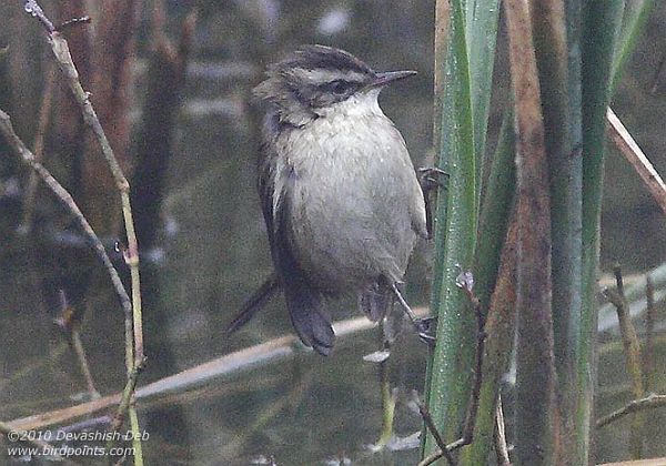 Moustached Warbler, Acrocephalus melanopogon mimicus, Adult